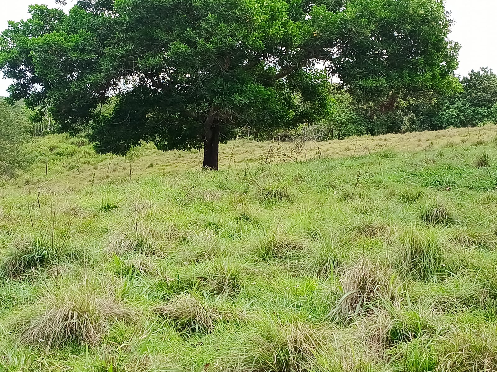 Finca de 100 tareas con vocación agrícola y ganadera en Yamasá  Foto 7309259-9.jpg