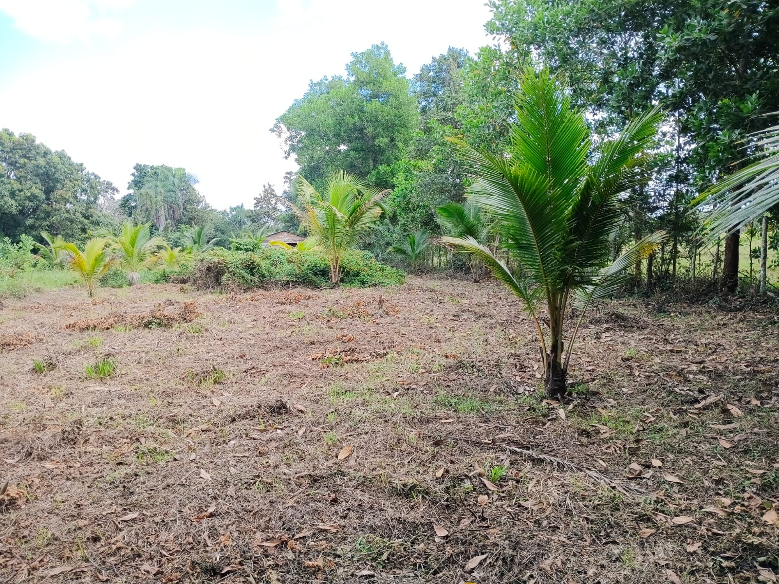 Finca de 20 tareas Ideal para casa campestre en Monte Plata Foto 7309268-2.jpg
