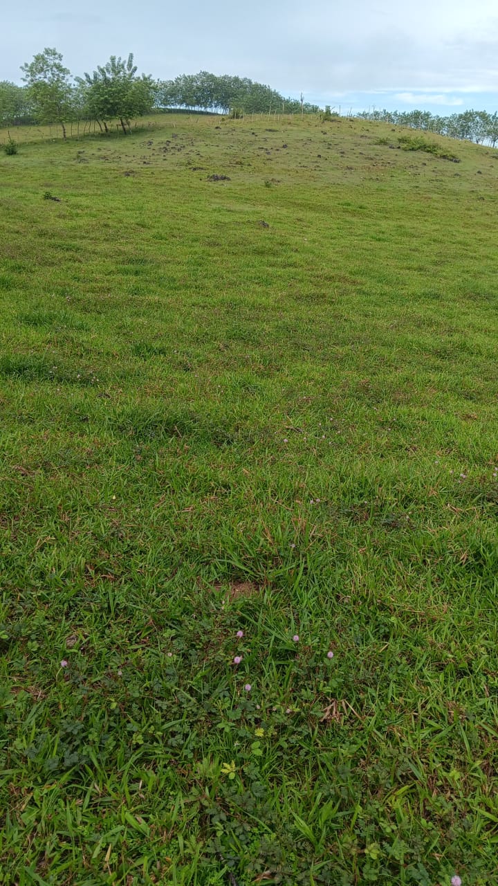 Finca de 376 tareas ganaderas en Sabana Grande de Boyá Foto 7309270-10.jpg