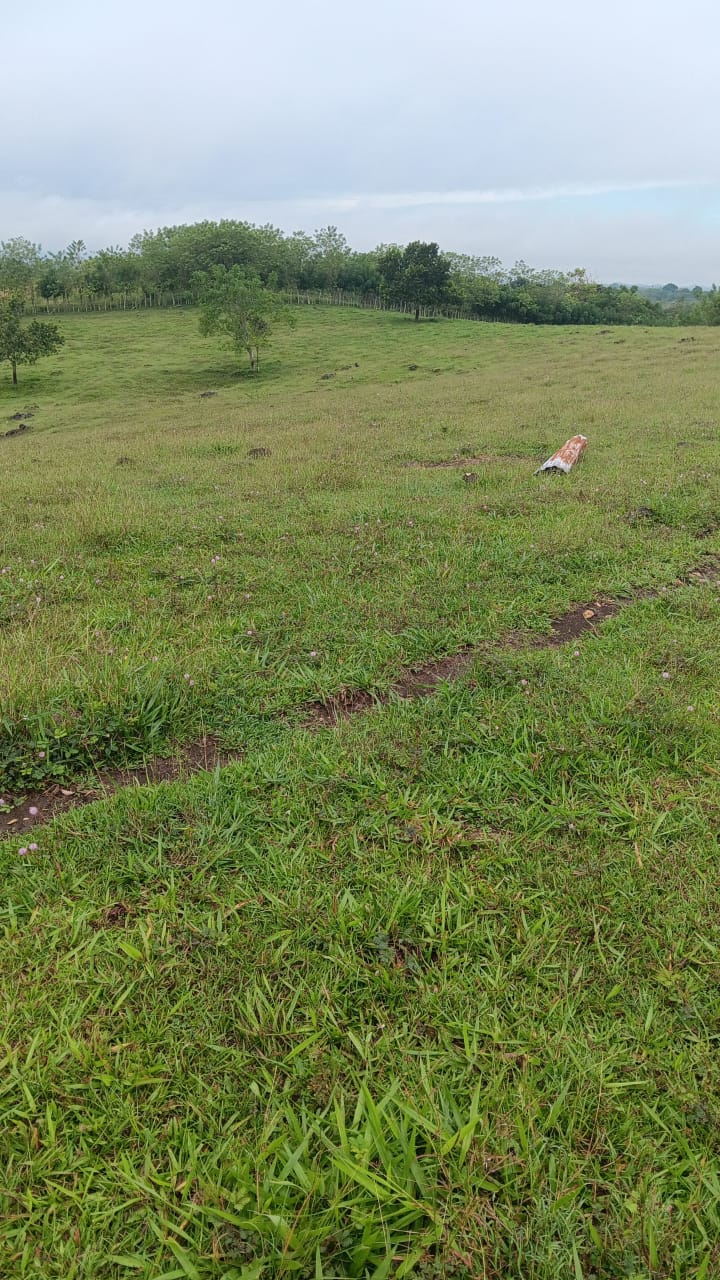 Finca de 376 tareas ganaderas en Sabana Grande de Boyá Foto 7309270-11.jpg