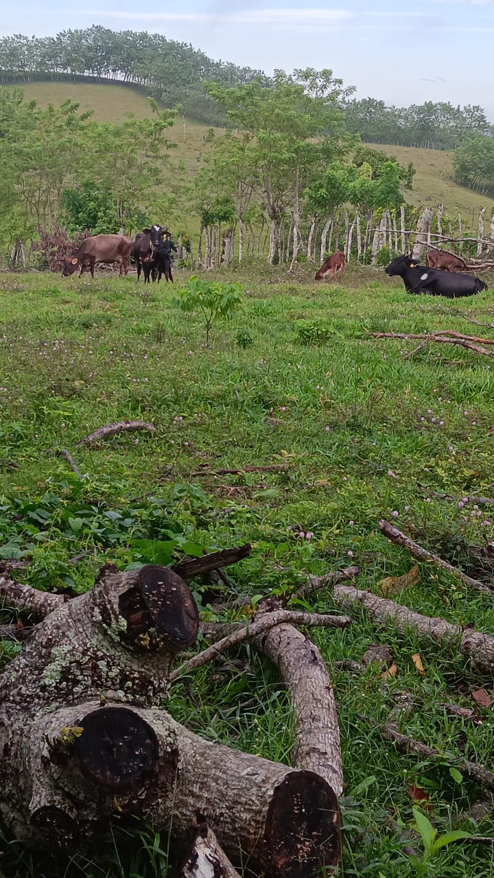 Finca de 376 tareas ganaderas en Sabana Grande de Boyá Foto 7309270-6.jpg