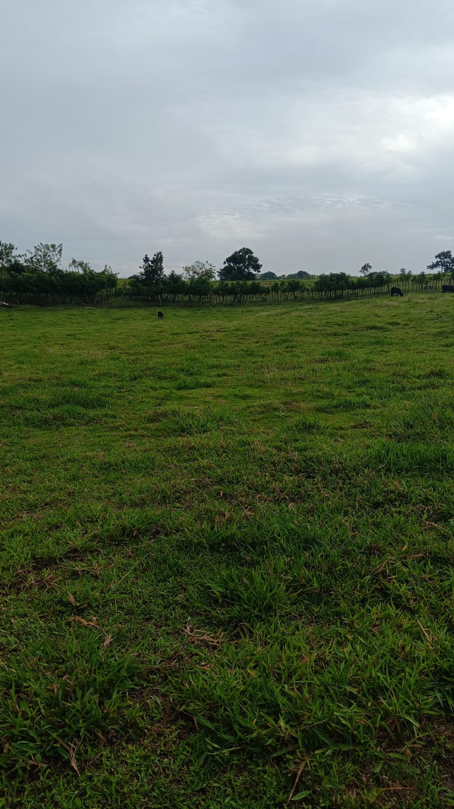 Finca de 376 tareas ganaderas en Sabana Grande de Boyá Foto 7309270-7.jpg