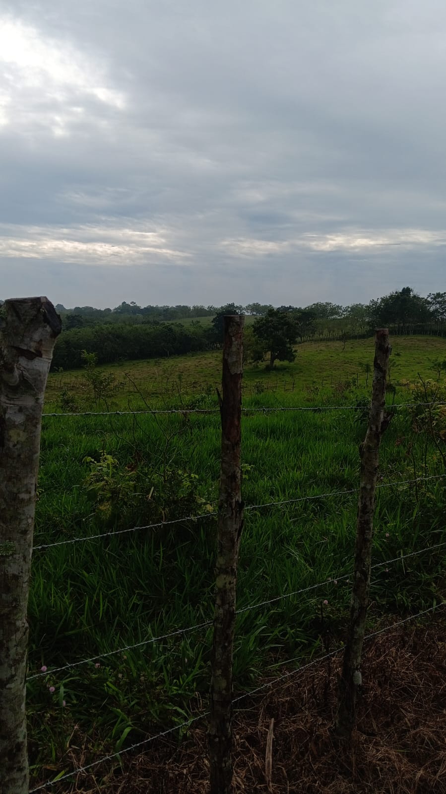 Finca de 376 tareas ganaderas en Sabana Grande de Boyá Foto 7309270-8.jpg
