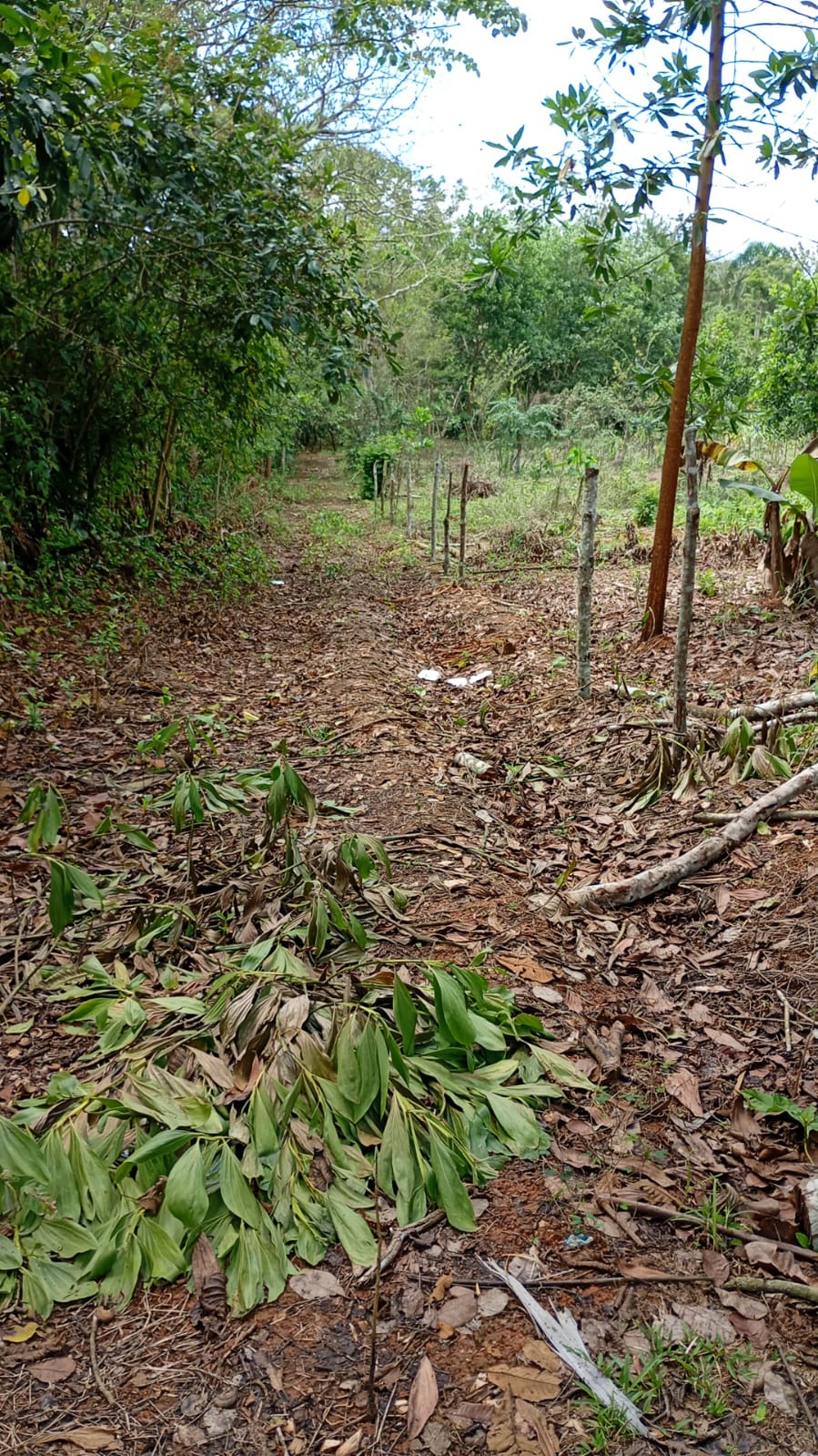 Finca de 69 tareas con vocación agrícola Ideal para casa campestre en  Foto 7309271-2.jpg