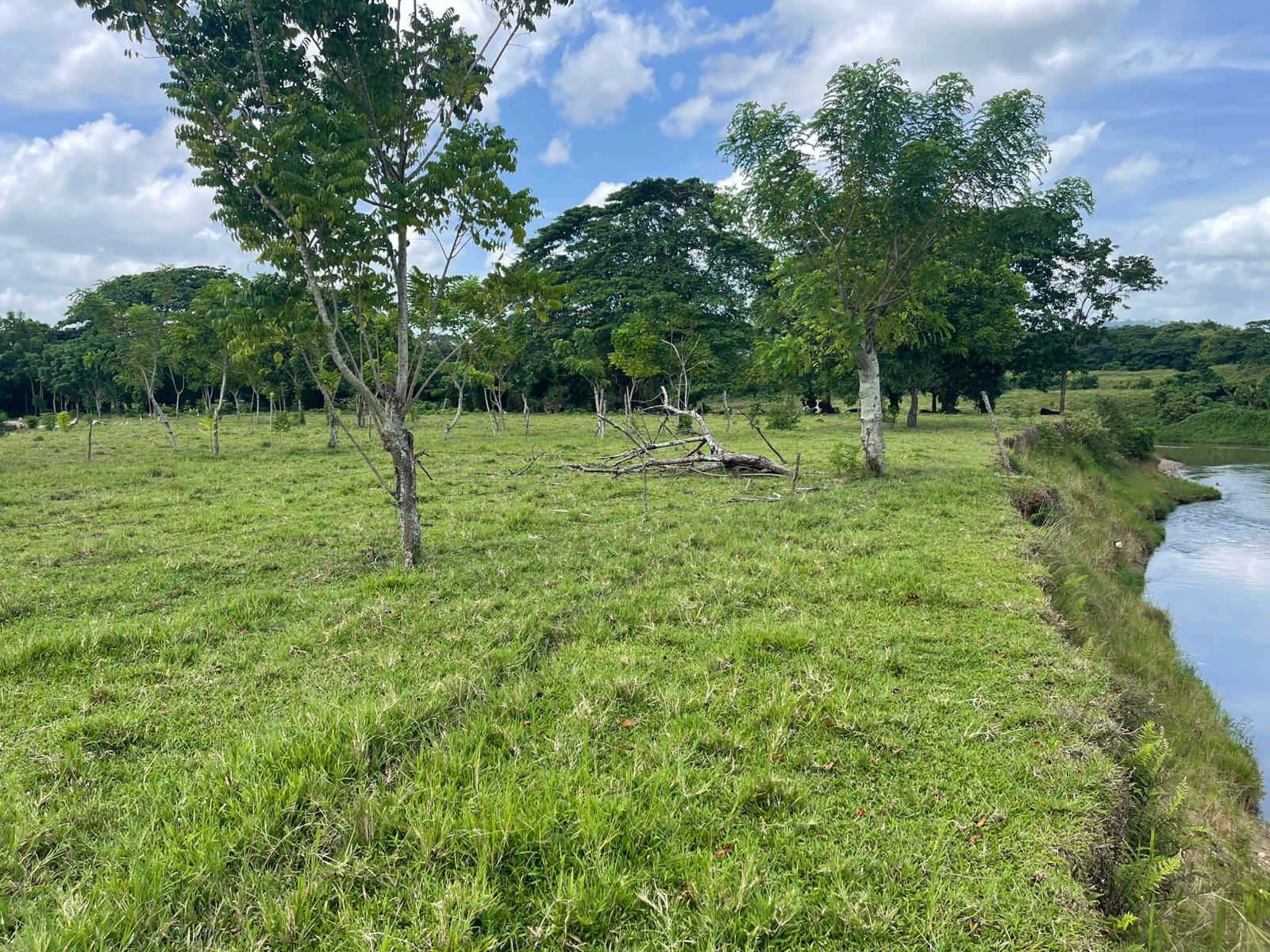Finca de 294 tareas con vocación agrícola y ganadera en Hacienda Estre Foto 7309273-4.jpg