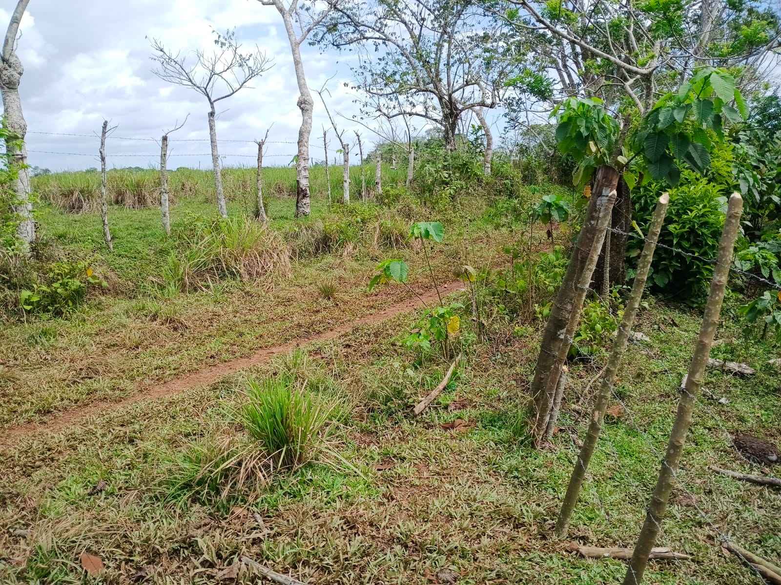 Finca de 294 tareas con vocación agrícola y ganadera en Hacienda Estre Foto 7309273-6.jpg