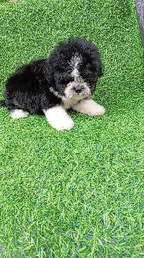 OFERTA CACHORRO SHIPOO MACHO EN SANTO DOMINGO Y VACUNA AL DIA  Foto 7309555-1.jpg