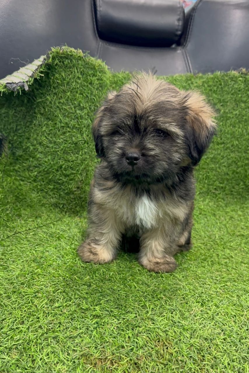 OFERTA CACHORRO SHIPOO MACHO EN SANTO DOMINGO Y VACUNA AL DIA  Foto 7309555-2.jpg
