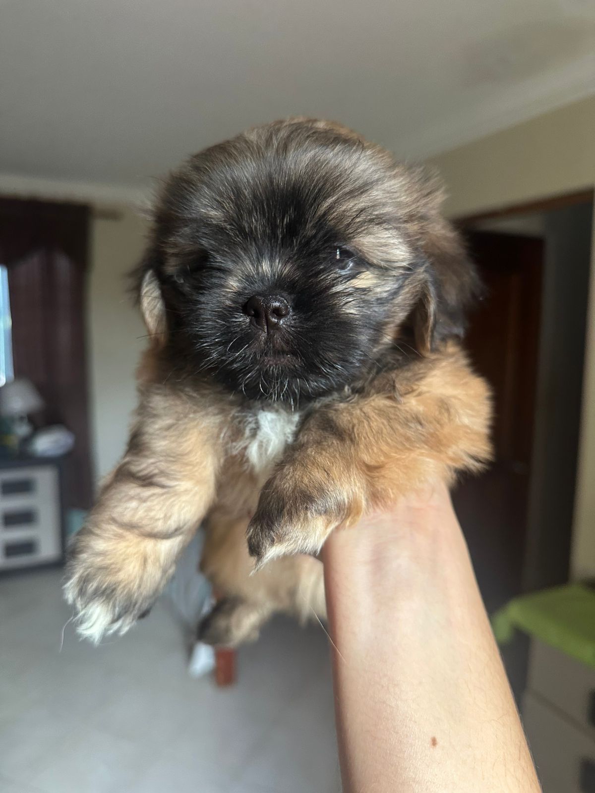 OFERTA CACHORRO SHIPOO MACHO EN SANTO DOMINGO Y VACUNA AL DIA  Foto 7309555-3.jpg
