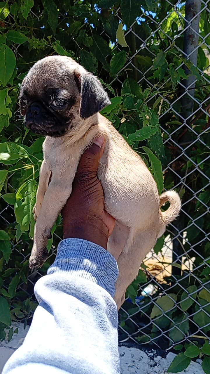 OFERTA CACHORRO PUG AMBOS SEXO  EN SANTO DOMINGO Y VACUNA AL DIA  Foto 7309556-1.jpg