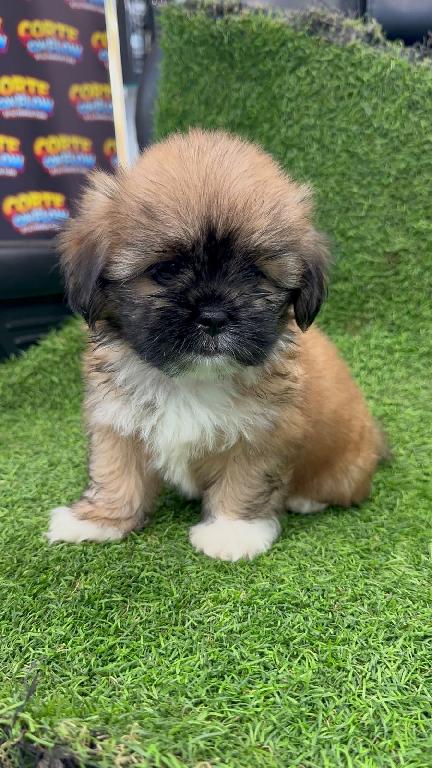 OFERTA CACHORRO SHIPOO HEMBRA EN SANTO DOMINGO Y VACUNA AL DIA  Foto 7309557-1.jpg