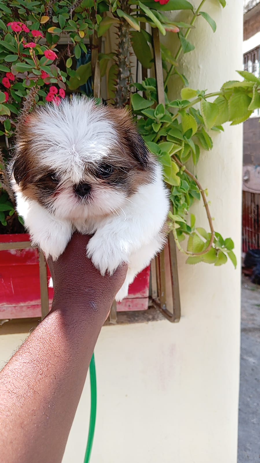 OFERTA CACHORRO SHIH TZU MACHO EN SANTO DOMINGO Y VACUNADOS  Foto 7309558-1.jpg