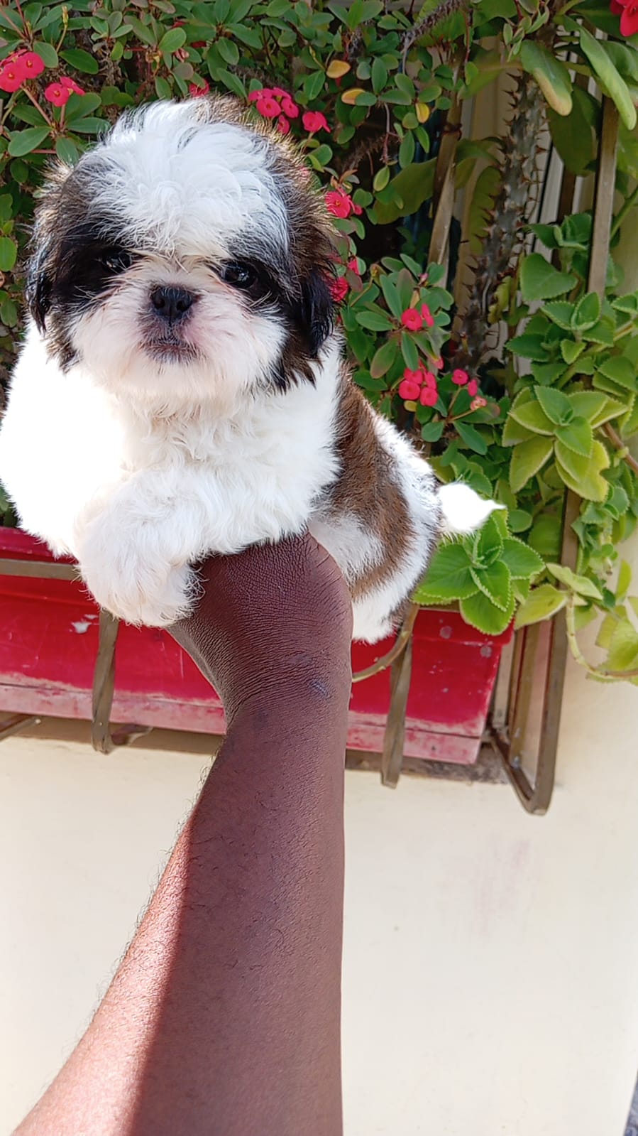 OFERTA CACHORRO SHIH TZU MACHO EN SANTO DOMINGO Y VACUNADOS  Foto 7309558-2.jpg