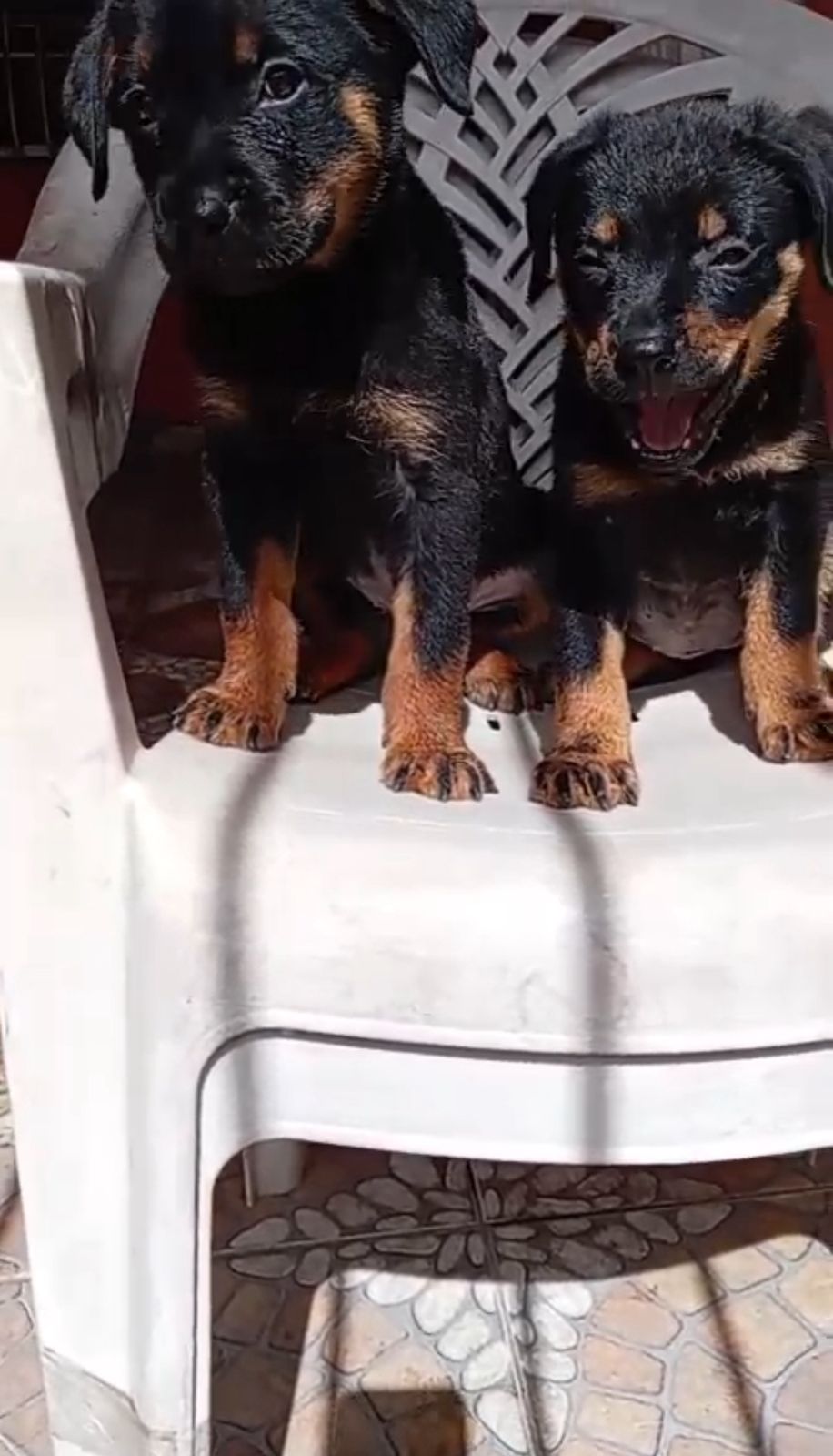 OFERTA CACHORRO ROTTWAILER AMBO SEXO CON SU VACUNA AL DIA EN SANTO DOM Foto 7309559-2.jpg