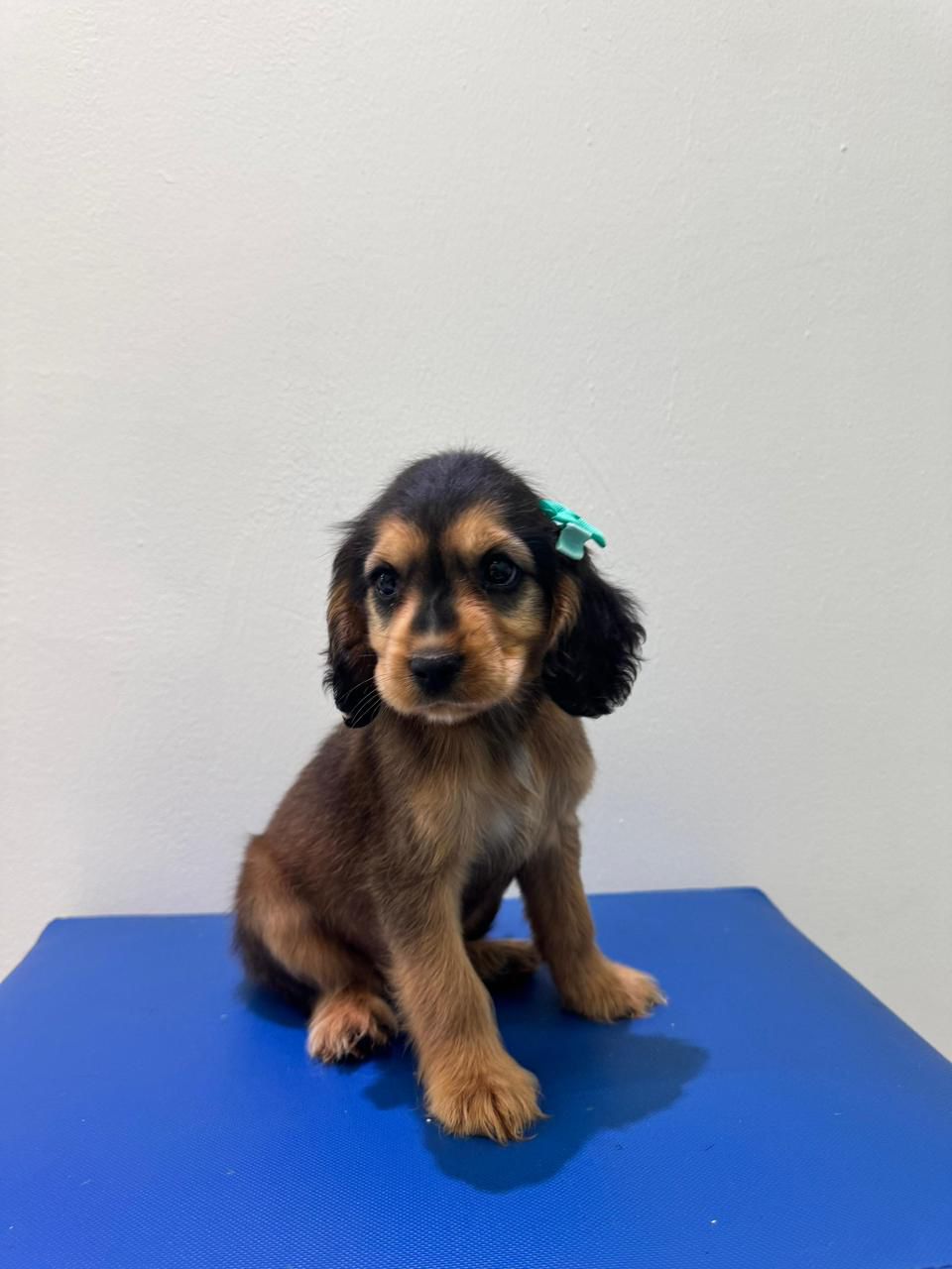 OFERTA CACHORRO COCKER SPANIEL HEMBRA EN SANTO DOMINGO Y VACUNA AL DIA Foto 7309560-1.jpg