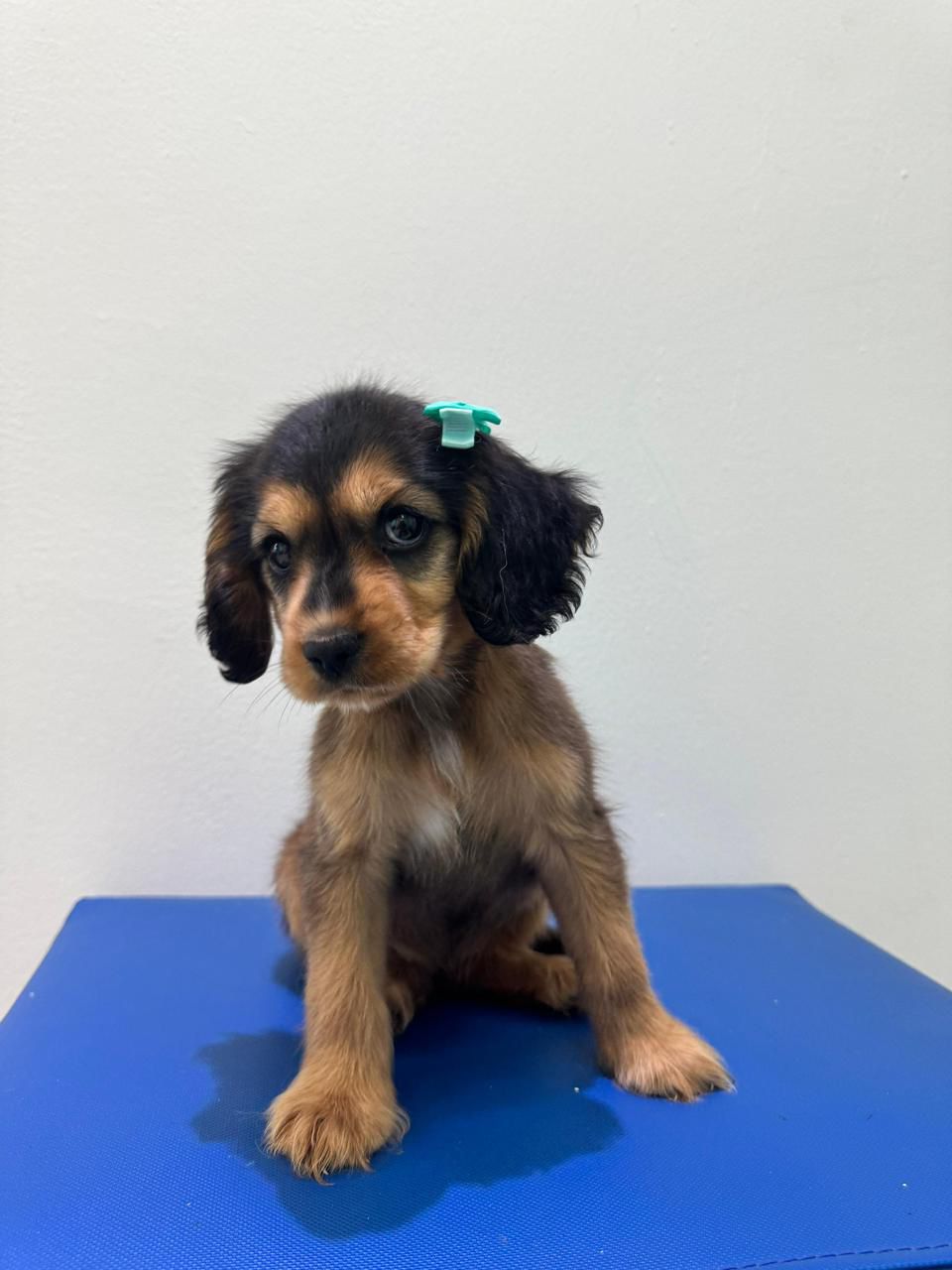 OFERTA CACHORRO COCKER SPANIEL HEMBRA EN SANTO DOMINGO Y VACUNA AL DIA Foto 7309560-2.jpg