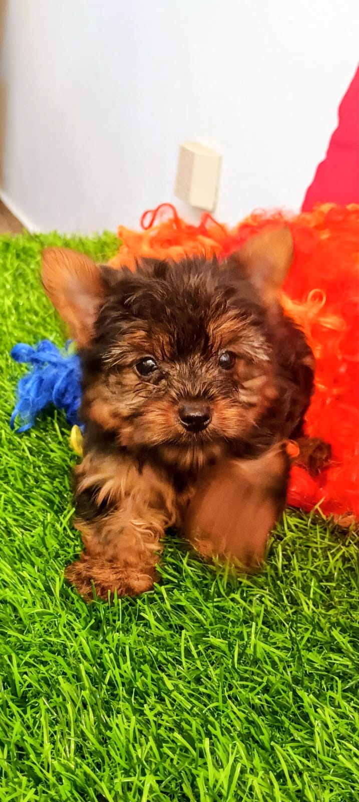 OFERTA CACHORRO YORKIE AMBOS SEXO UBICADA EN SANTO DOMINGO Y VACUNA AL Foto 7309561-1.jpg