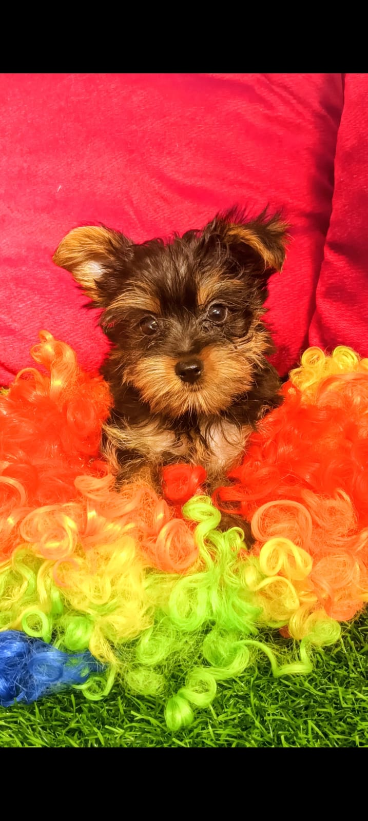 OFERTA CACHORRO YORKIE AMBOS SEXO UBICADA EN SANTO DOMINGO Y VACUNA AL Foto 7309561-2.jpg