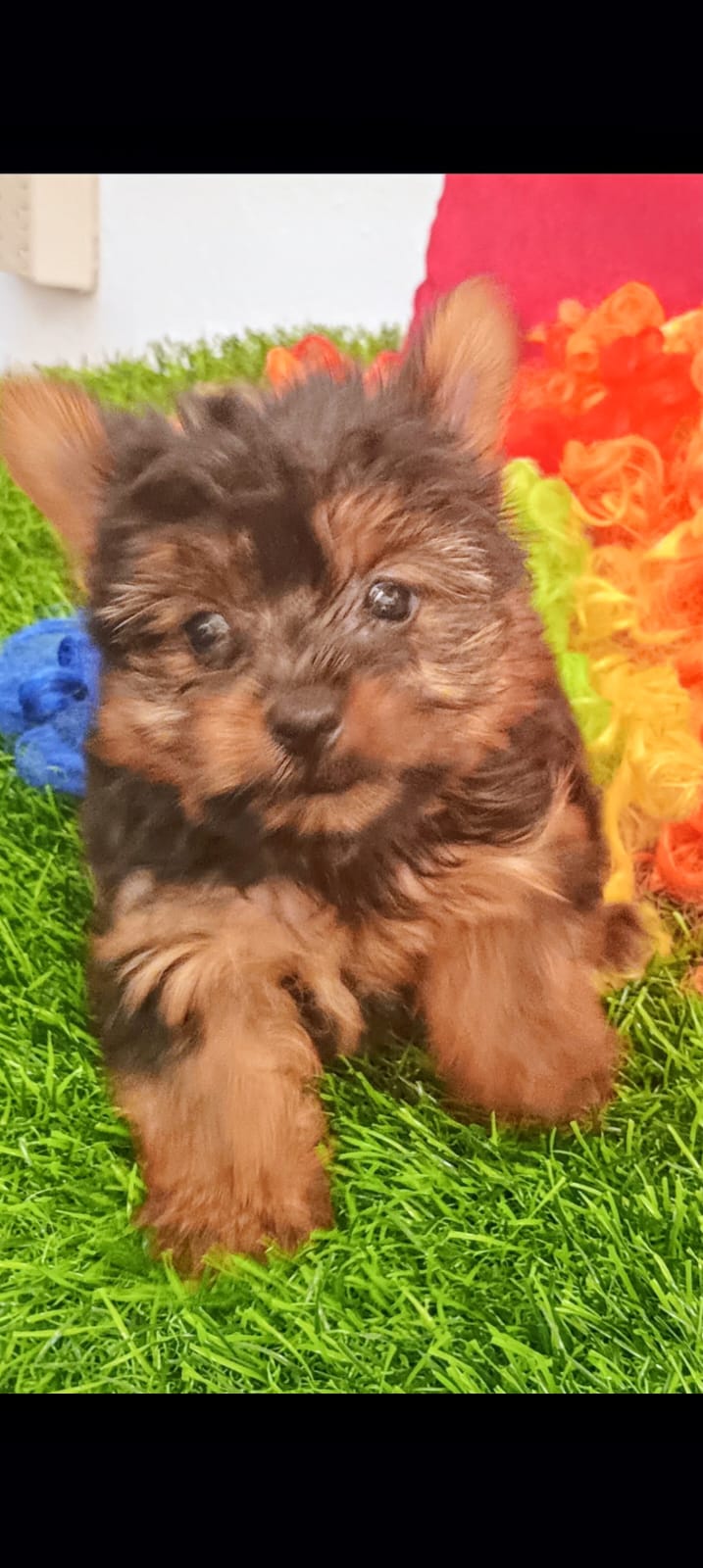 OFERTA CACHORRO YORKIE AMBOS SEXO UBICADA EN SANTO DOMINGO Y VACUNA AL Foto 7309561-3.jpg