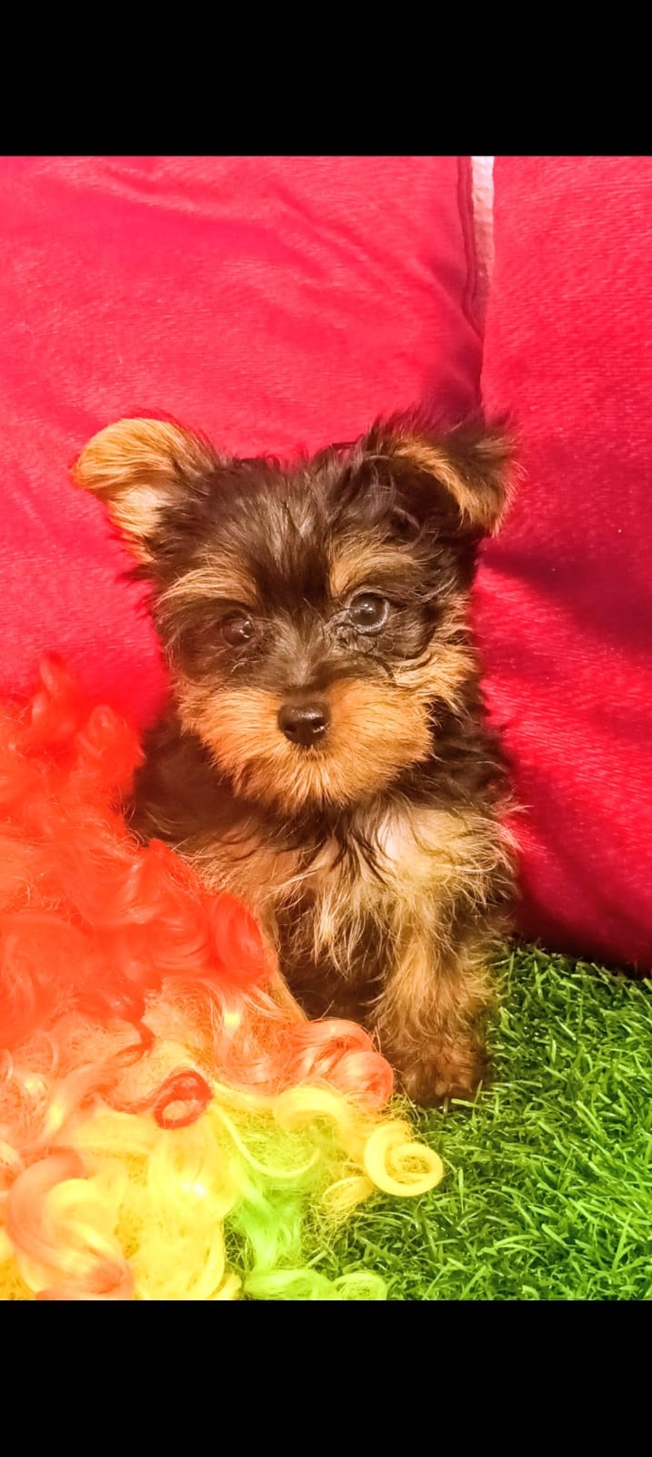 OFERTA CACHORRO YORKIE AMBOS SEXO UBICADA EN SANTO DOMINGO Y VACUNA AL Foto 7309561-4.jpg