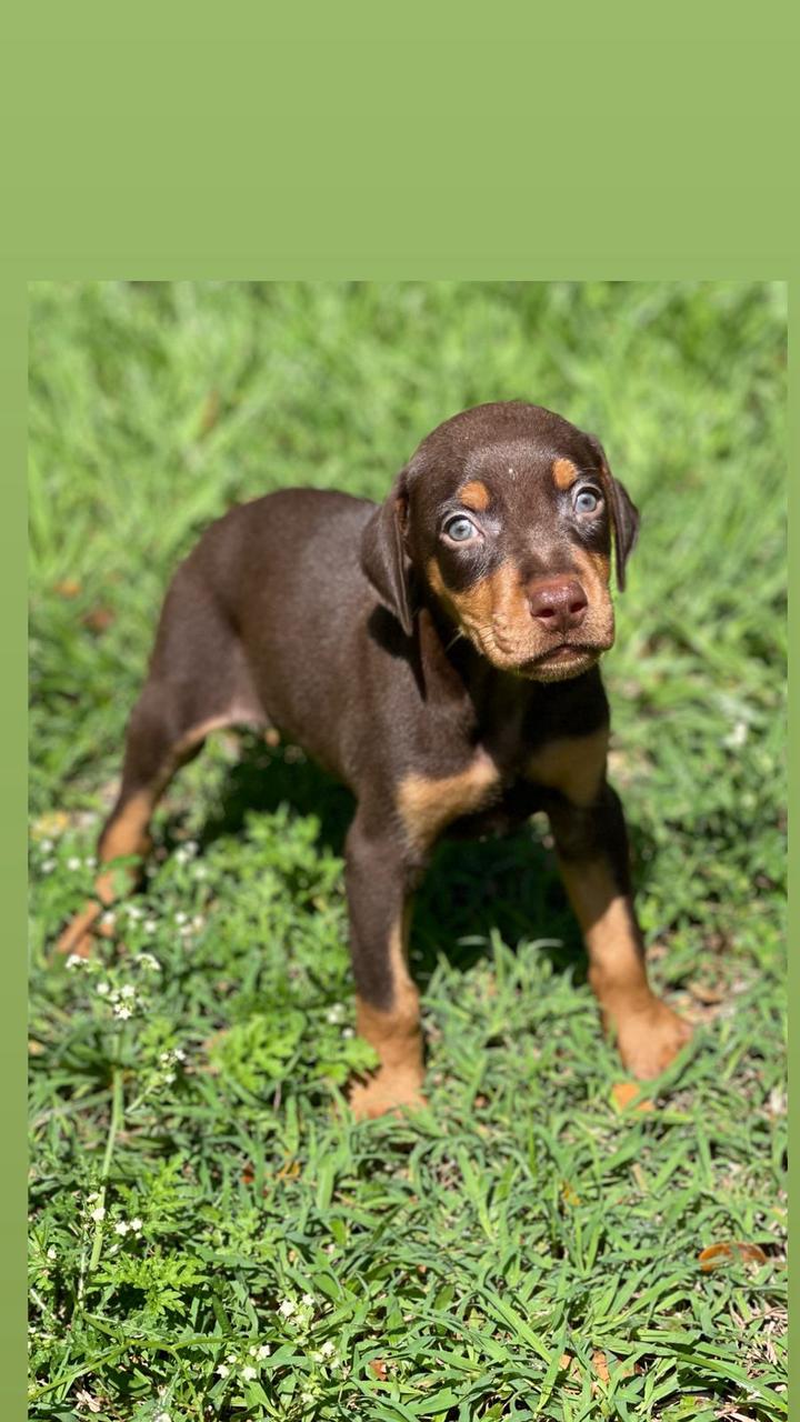 OFERTA CACHORRO DOBERMAN MACHO EN LA VEGA  Y TIENE SU VACUNAS AL DIA   Foto 7309691-1.jpg