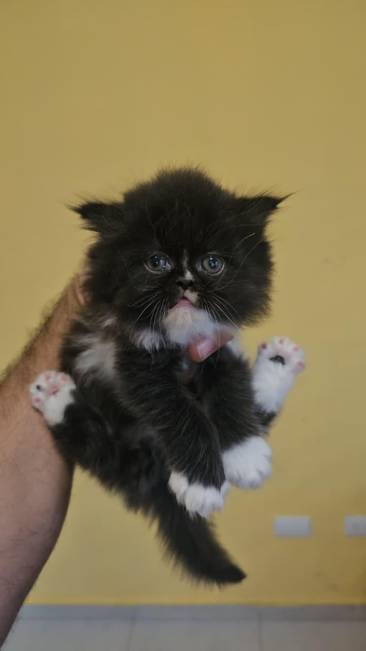 OFERTA GATITO PERSA HEMBRA EN SANTO DOMINGO Y VACUNA AL DIA  Foto 7309701-1.jpg