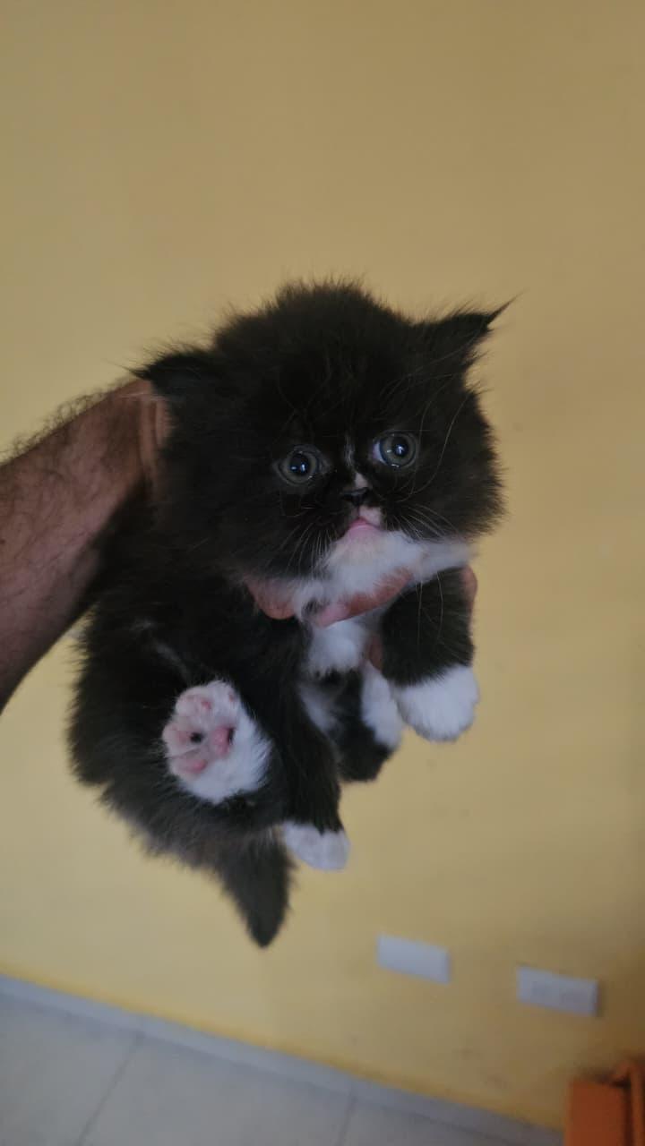 OFERTA GATITO PERSA HEMBRA EN SANTO DOMINGO Y VACUNA AL DIA  Foto 7309701-2.jpg