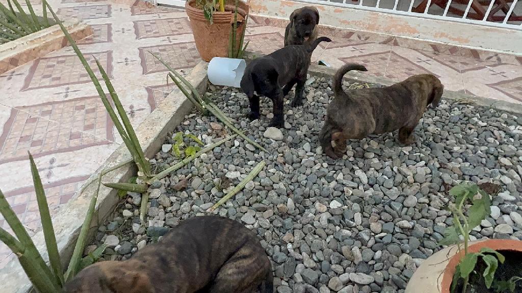 OFERTA CACHORRO PRESA CANARIO EN SANTO DOMINGO Y VACUNA AL DIA  Foto 7309702-1.jpg