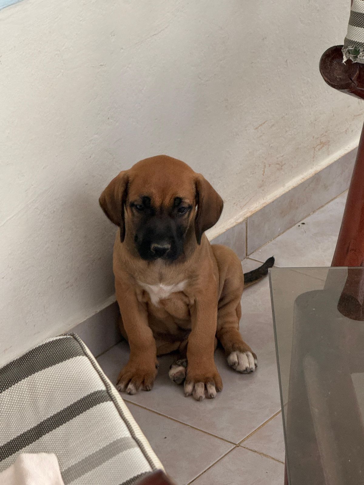 OFERTA CACHORRO PRESA CANARIO EN SANTO DOMINGO Y VACUNA AL DIA  Foto 7309702-3.jpg