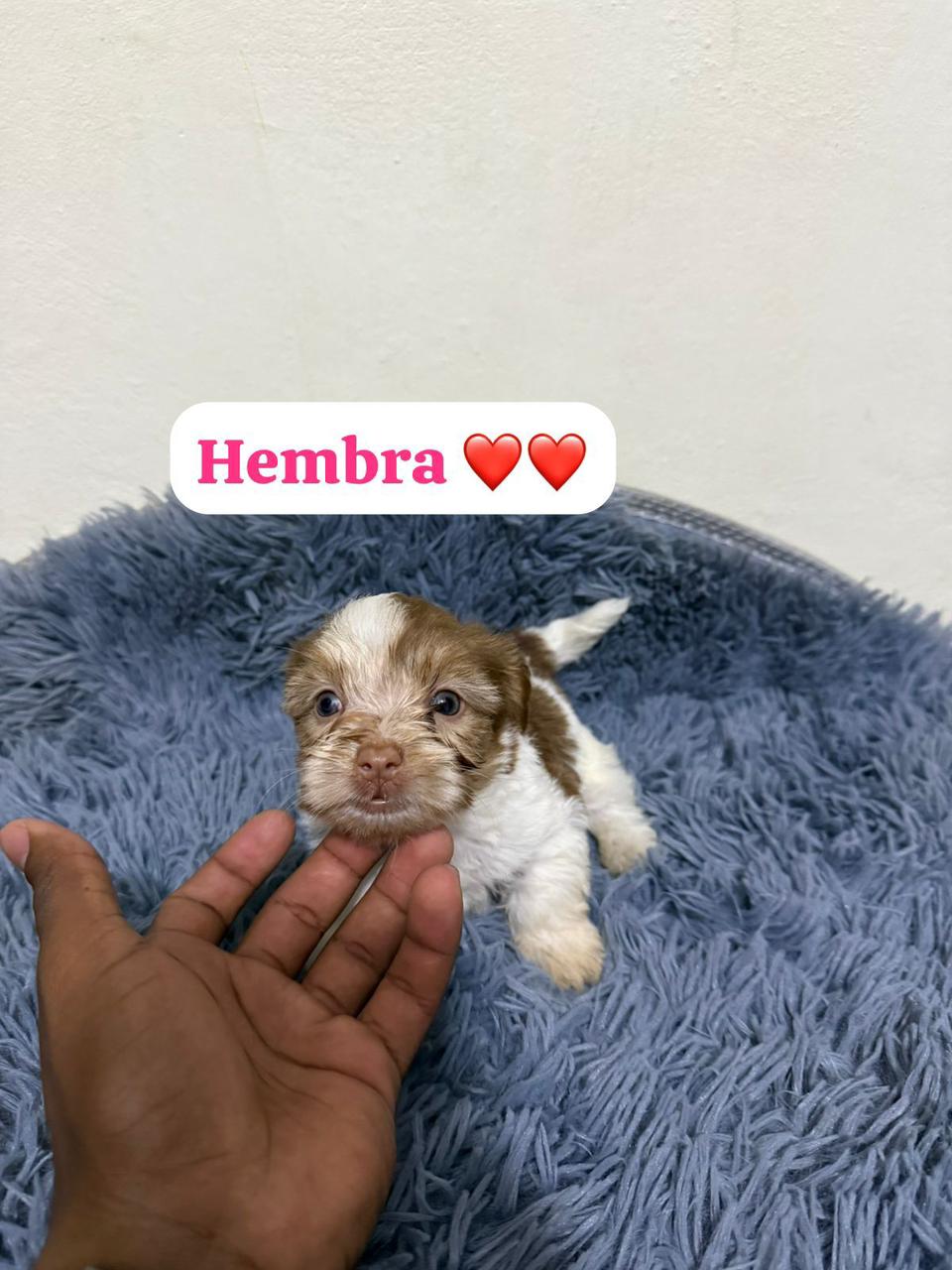 OFERTA CACHORRO SHIPOO AMBOS SEXO EN SANTO DOMINGO Y VACUNA AL DIA  Foto 7309703-1.jpg