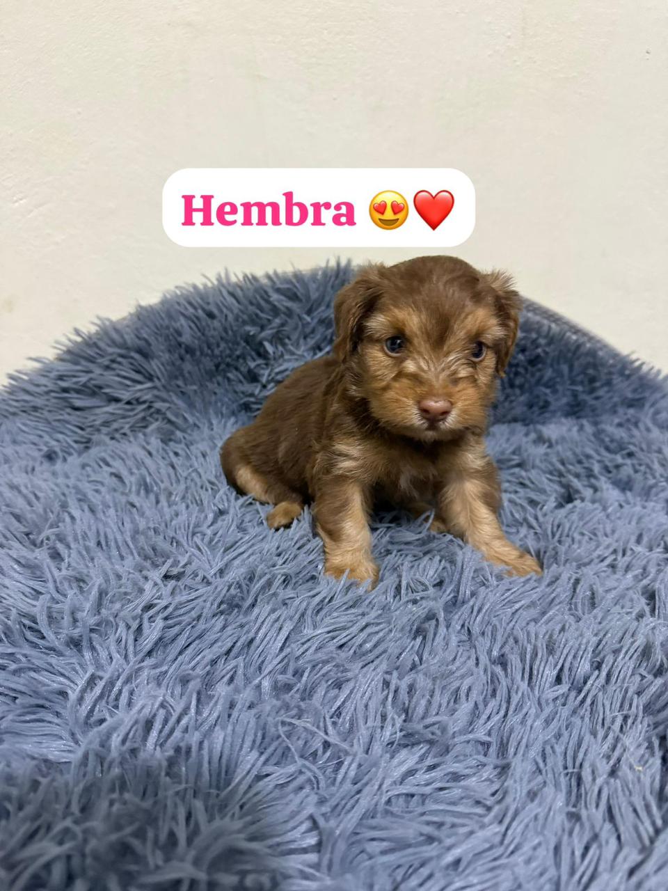 OFERTA CACHORRO SHIPOO AMBOS SEXO EN SANTO DOMINGO Y VACUNA AL DIA  Foto 7309703-2.jpg