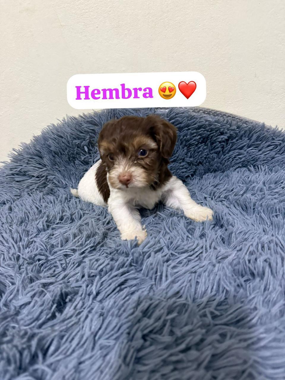 OFERTA CACHORRO SHIPOO AMBOS SEXO EN SANTO DOMINGO Y VACUNA AL DIA  Foto 7309703-3.jpg