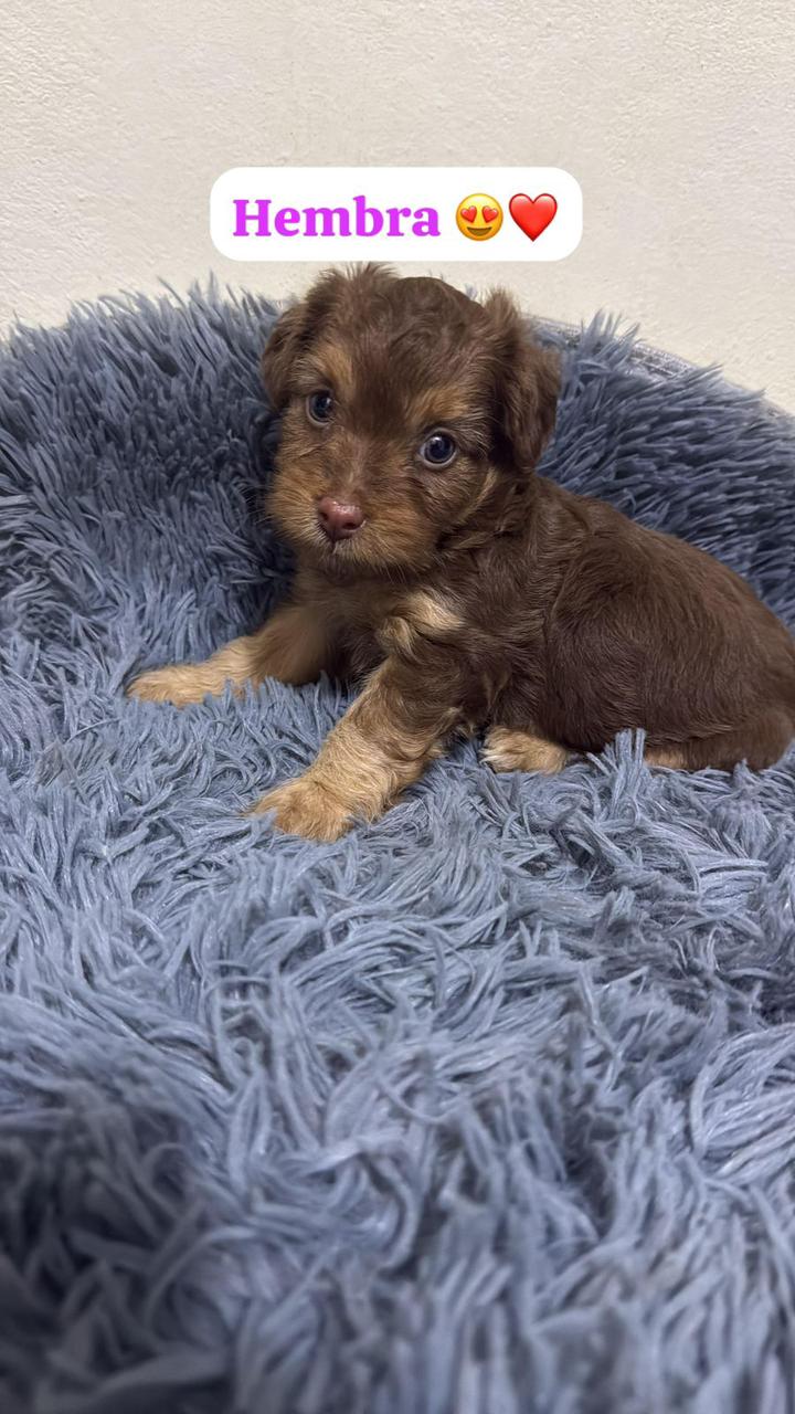 OFERTA CACHORRO SHIPOO AMBOS SEXO EN SANTO DOMINGO Y VACUNA AL DIA  Foto 7309703-4.jpg
