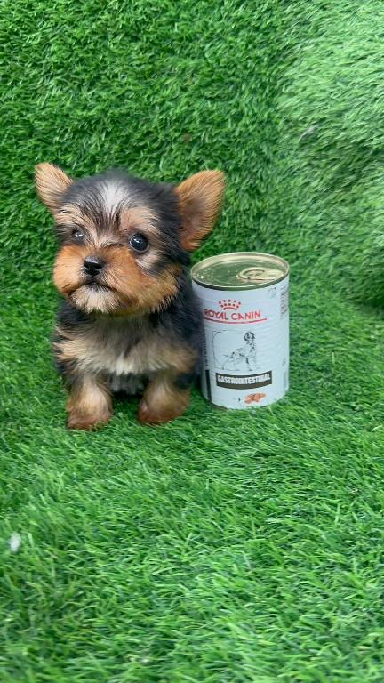 OFERTA CACHORRO YORKIE MACHO UBICADA EN SANTO DOMINGO Y VACUNA AL DIA  Foto 7309704-1.jpg