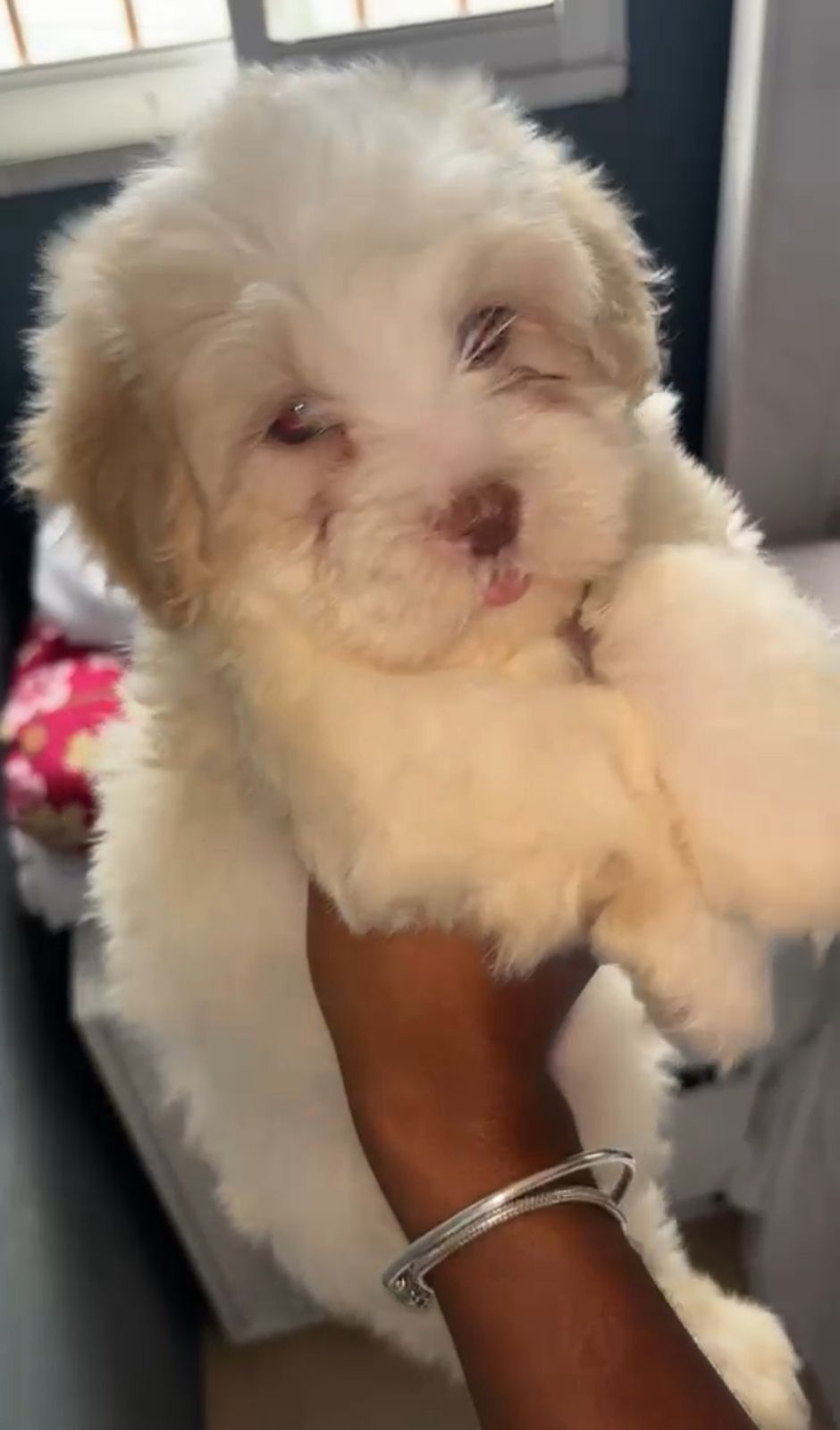 OFERTA CACHORRO MALTIPOO HEMBRA  EN SANTO DOMINGO Y VACUNA AL DIA  Foto 7309705-1.jpg