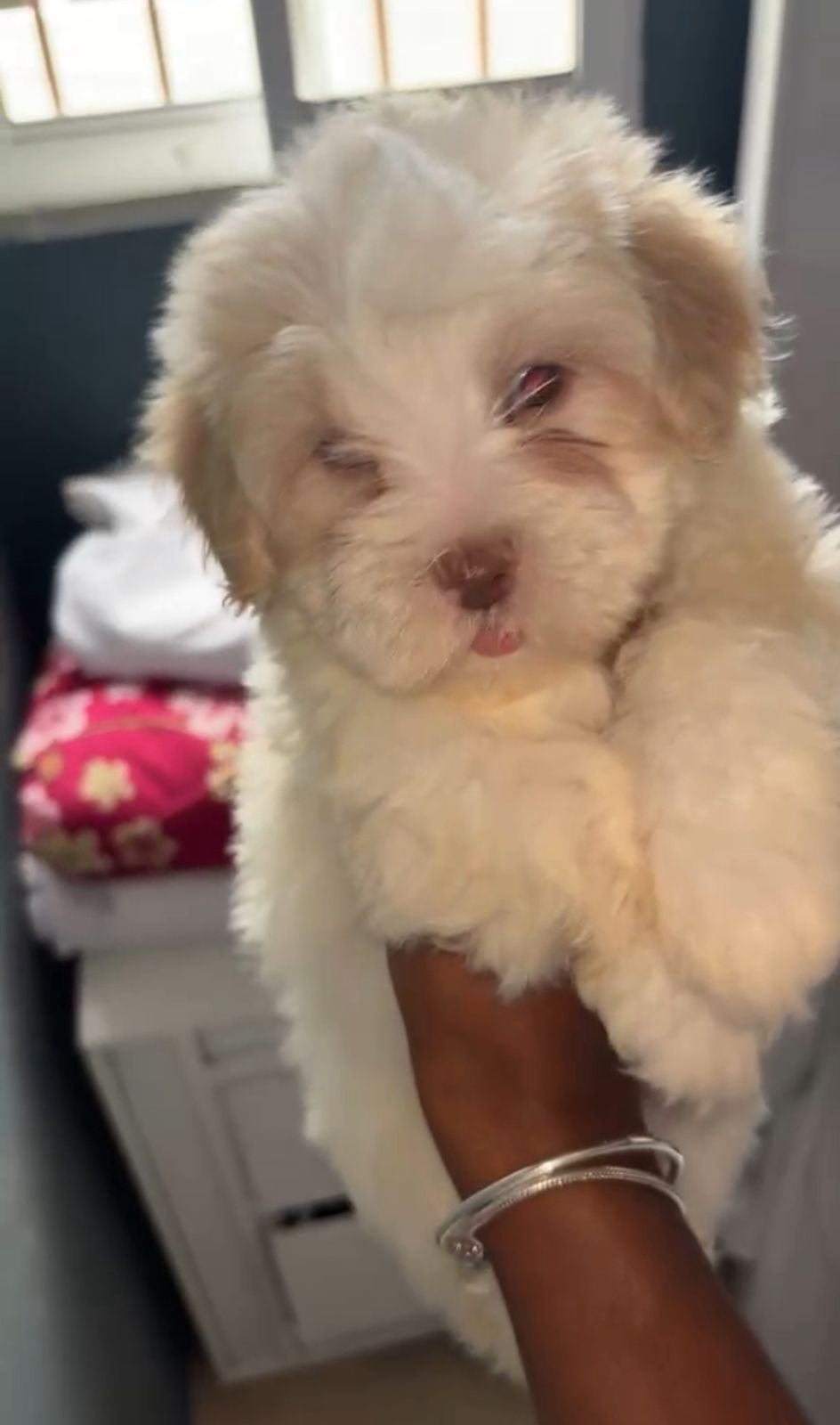 OFERTA CACHORRO MALTIPOO HEMBRA  EN SANTO DOMINGO Y VACUNA AL DIA  Foto 7309705-2.jpg