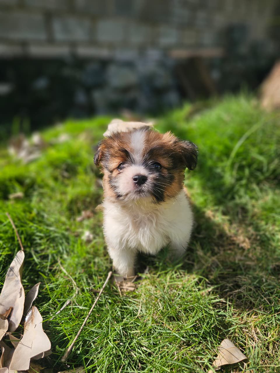 OFERTA CACHORRO SHIPOO MACHO EN SANTO DOMINGO Y VACUNA AL DIA  Foto 7309706-1.jpg