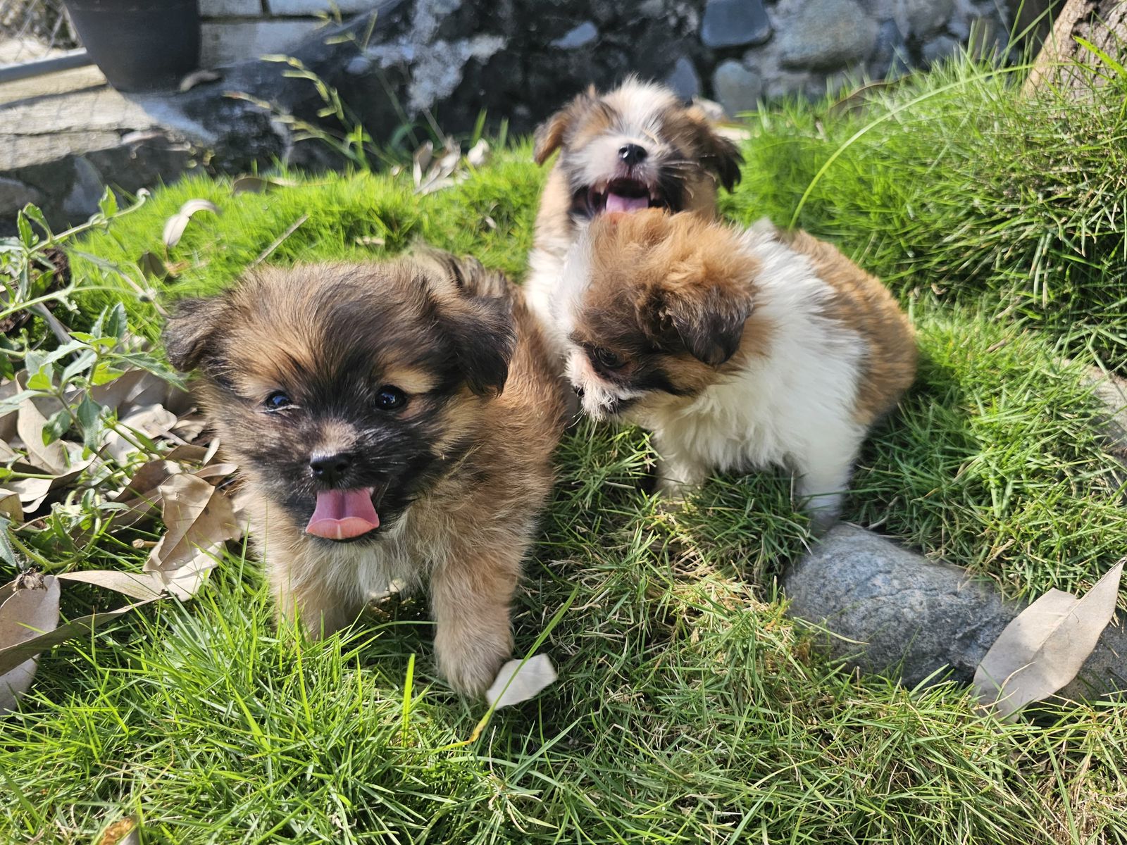OFERTA CACHORRO SHIPOO MACHO EN SANTO DOMINGO Y VACUNA AL DIA  Foto 7309706-2.jpg