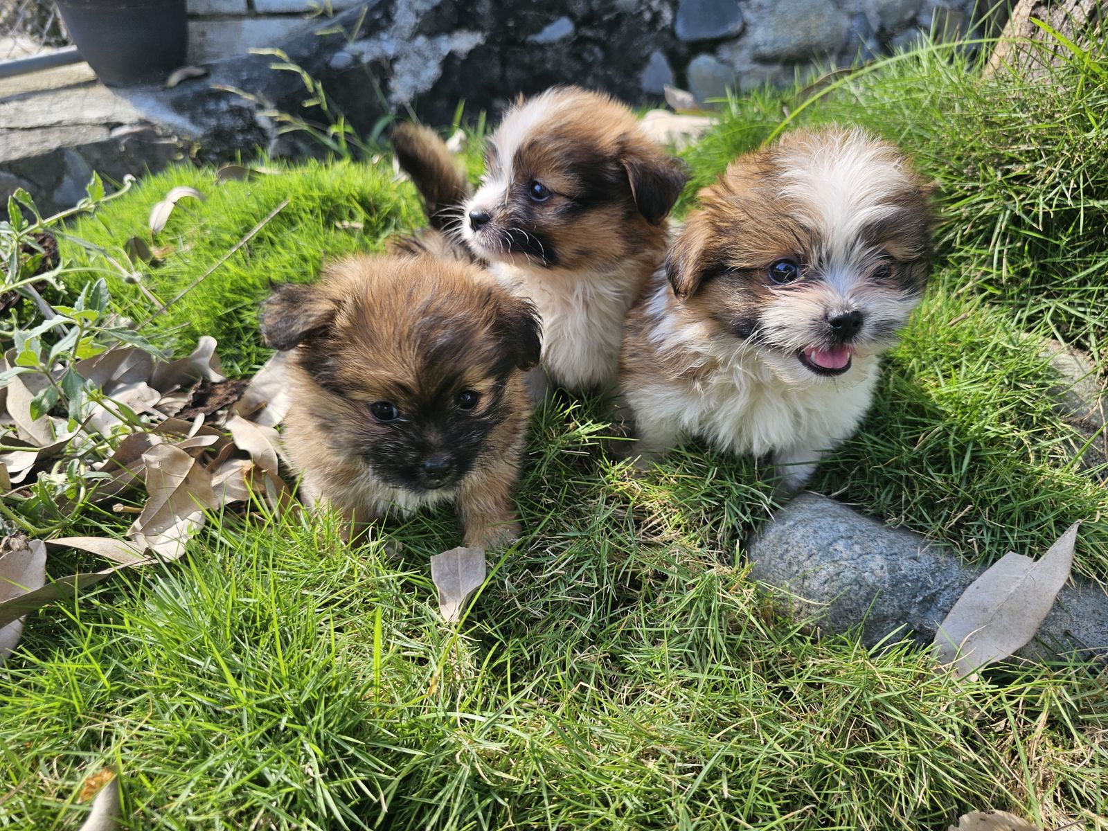 OFERTA CACHORRO SHIPOO MACHO EN SANTO DOMINGO Y VACUNA AL DIA  Foto 7309706-3.jpg