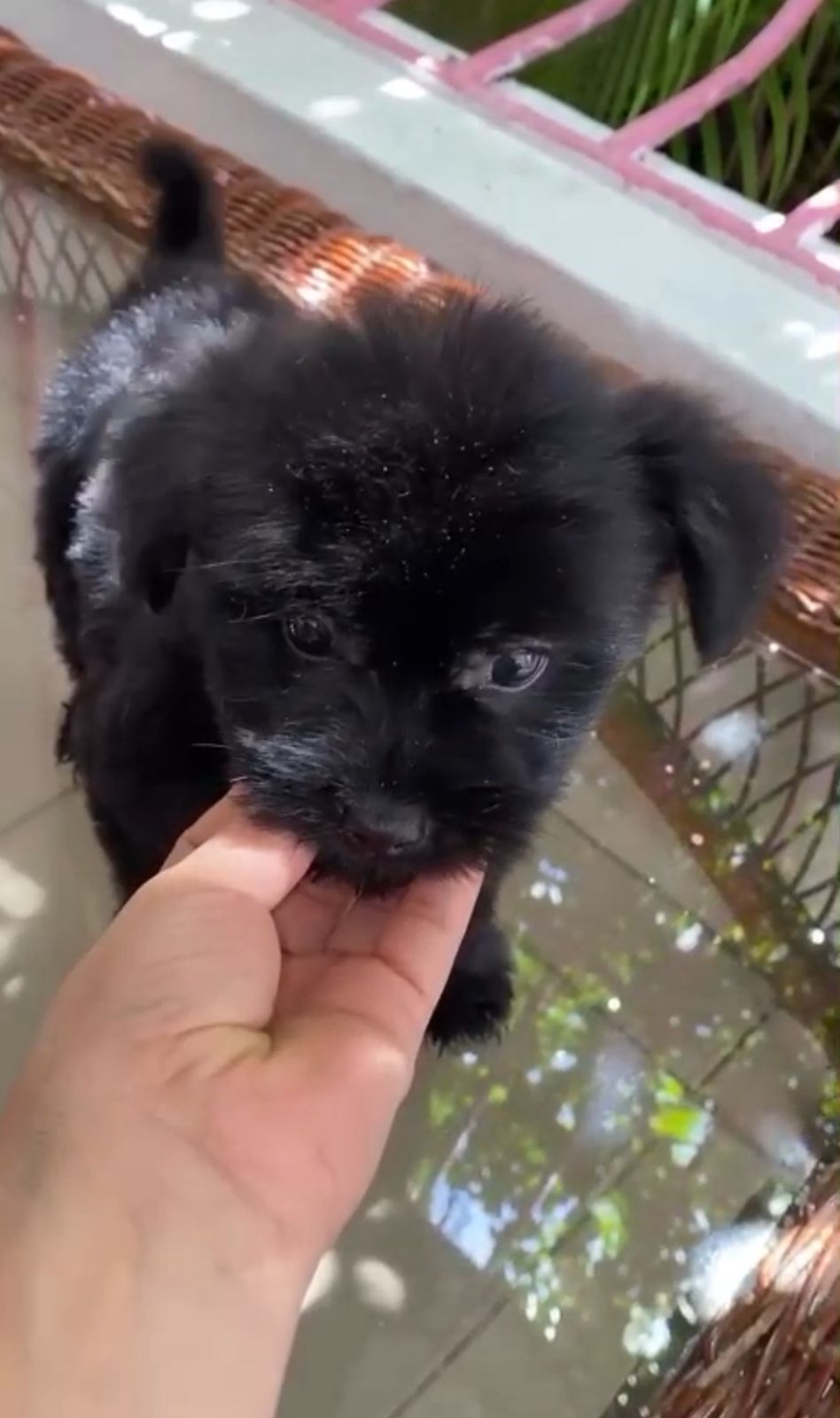 OFERTA CACHORRO SHIPOO MACHO EN SANTO DOMINGO Y VACUNA AL DIA  Foto 7309707-1.jpg