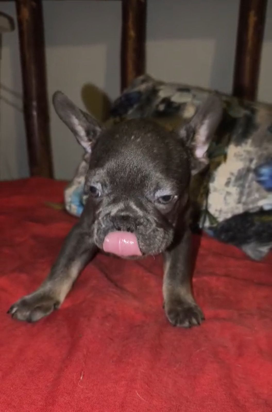 OFERTA CACHORRO BULLDOG FRANCES MACHO CON SU VACUNA AL DIA EN SANTO DO Foto 7309708-3.jpg