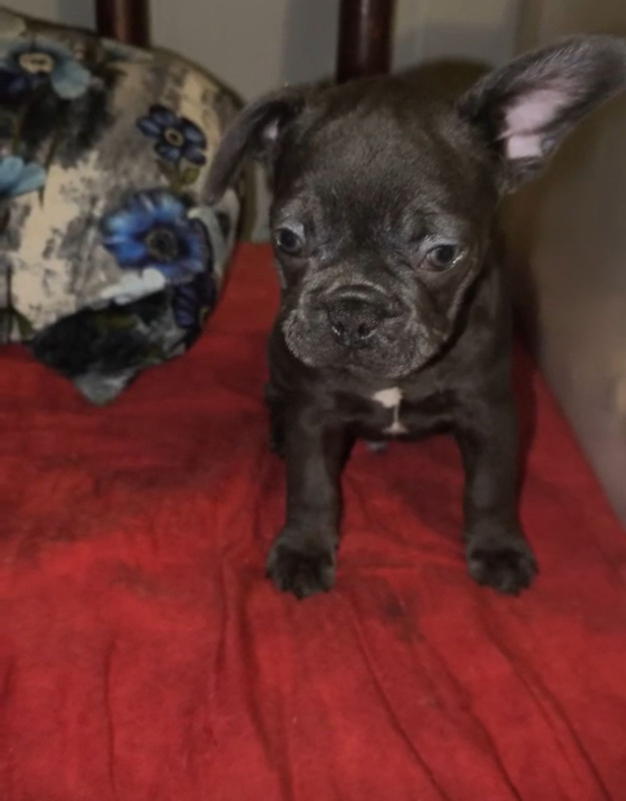 OFERTA CACHORRO BULLDOG FRANCES MACHO CON SU VACUNA AL DIA EN SANTO DO Foto 7309708-4.jpg