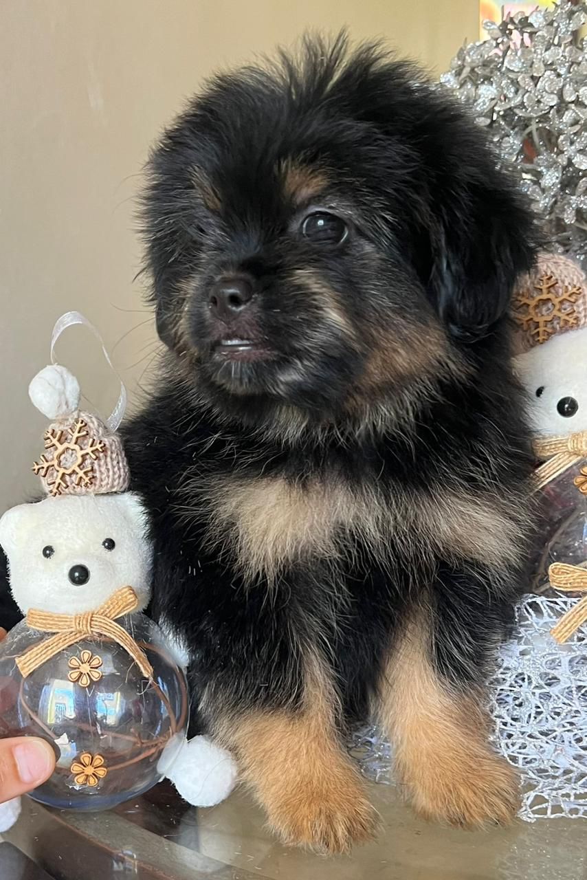 OFERTA CACHORRO SHIPOO MACHO EN SANTO DOMINGO Y VACUNA AL DIA  Foto 7309709-1.jpg