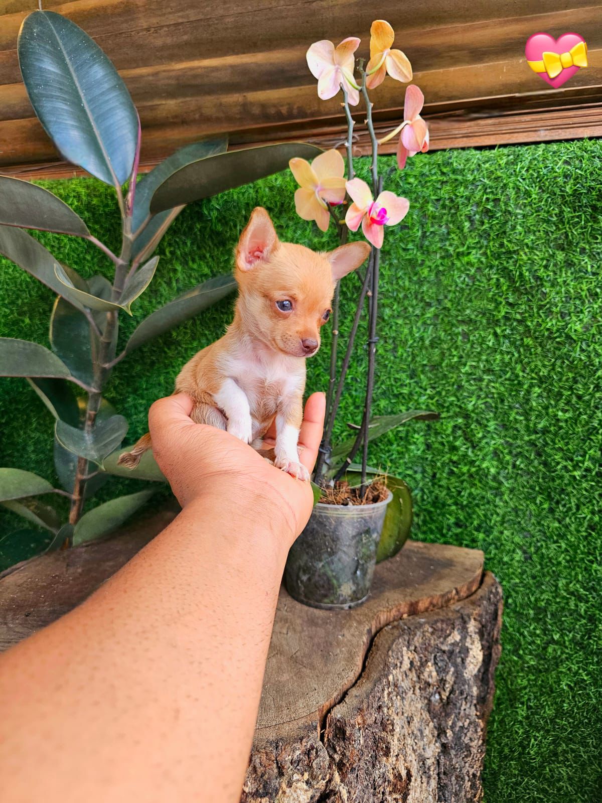 OFERTA CACHORRO CHIHUAHUA TOY HEMBRA EN SANTO DOMINGO Y VACUNA AL DIA  Foto 7309711-2.jpg