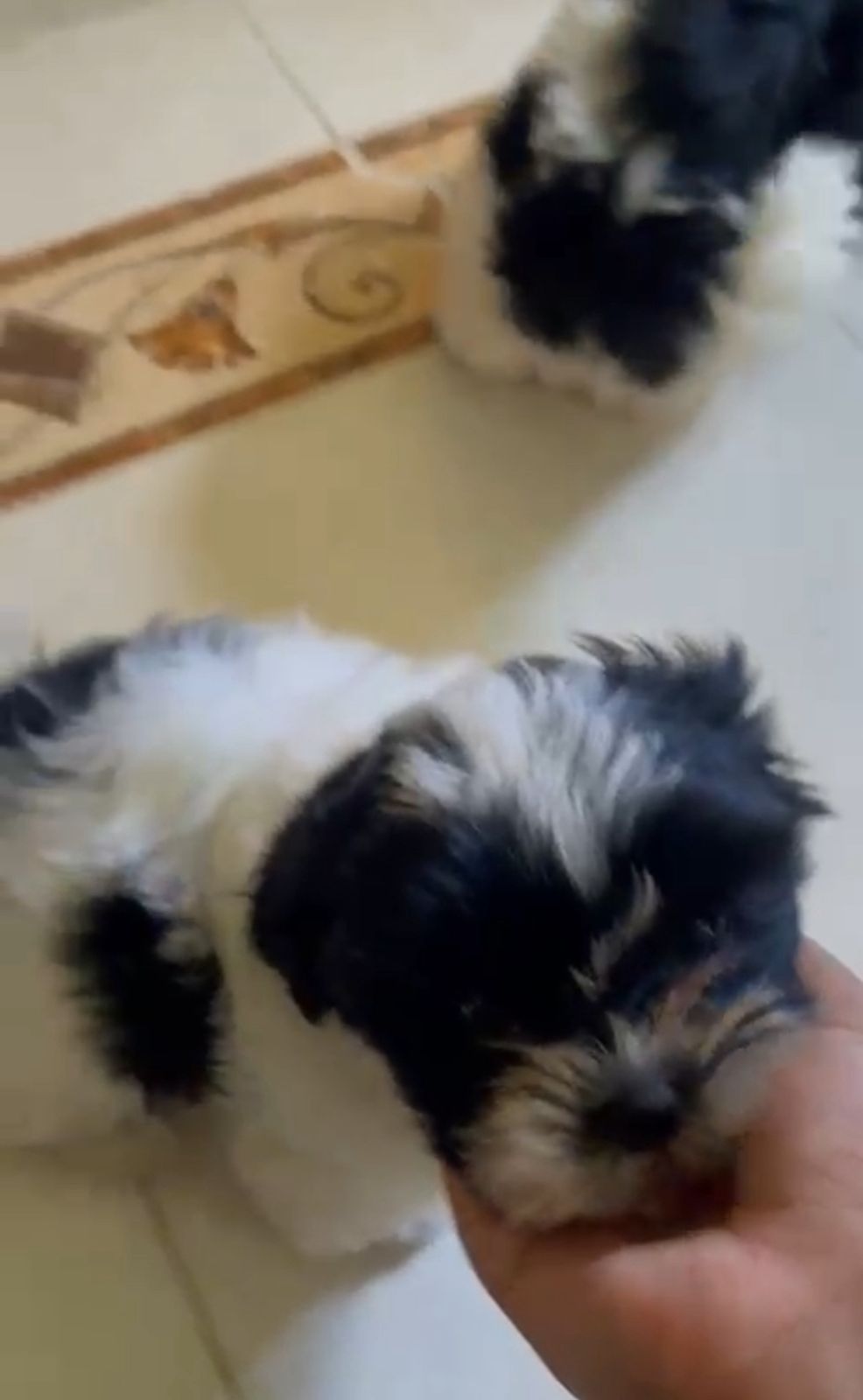 OFERTA CACHORRO SHIH TZU AMBOS SEXO EN SANTO DOMINGO Y VACUNADOS  Foto 7309796-1.jpg