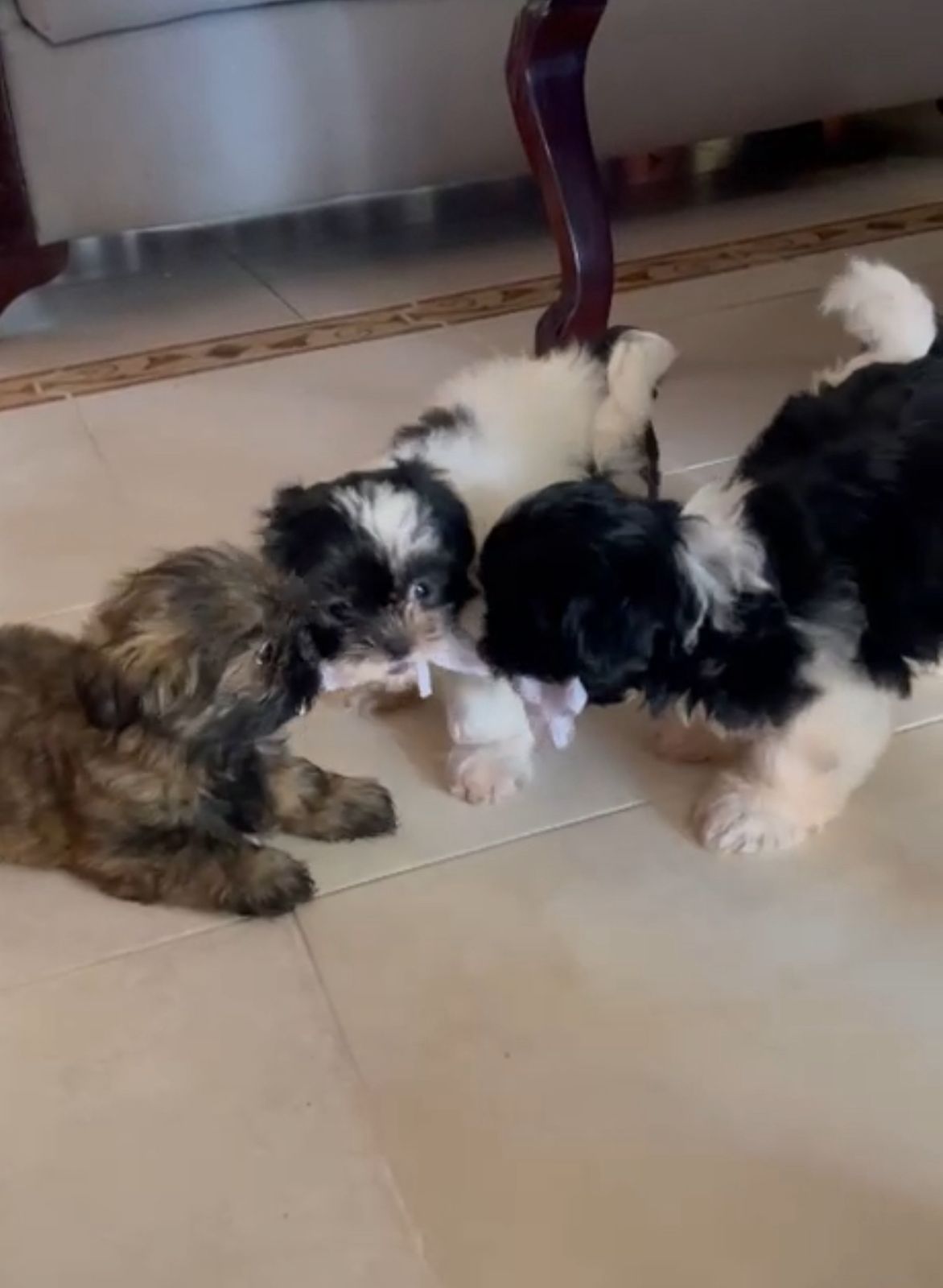 OFERTA CACHORRO SHIH TZU AMBOS SEXO EN SANTO DOMINGO Y VACUNADOS  Foto 7309796-2.jpg