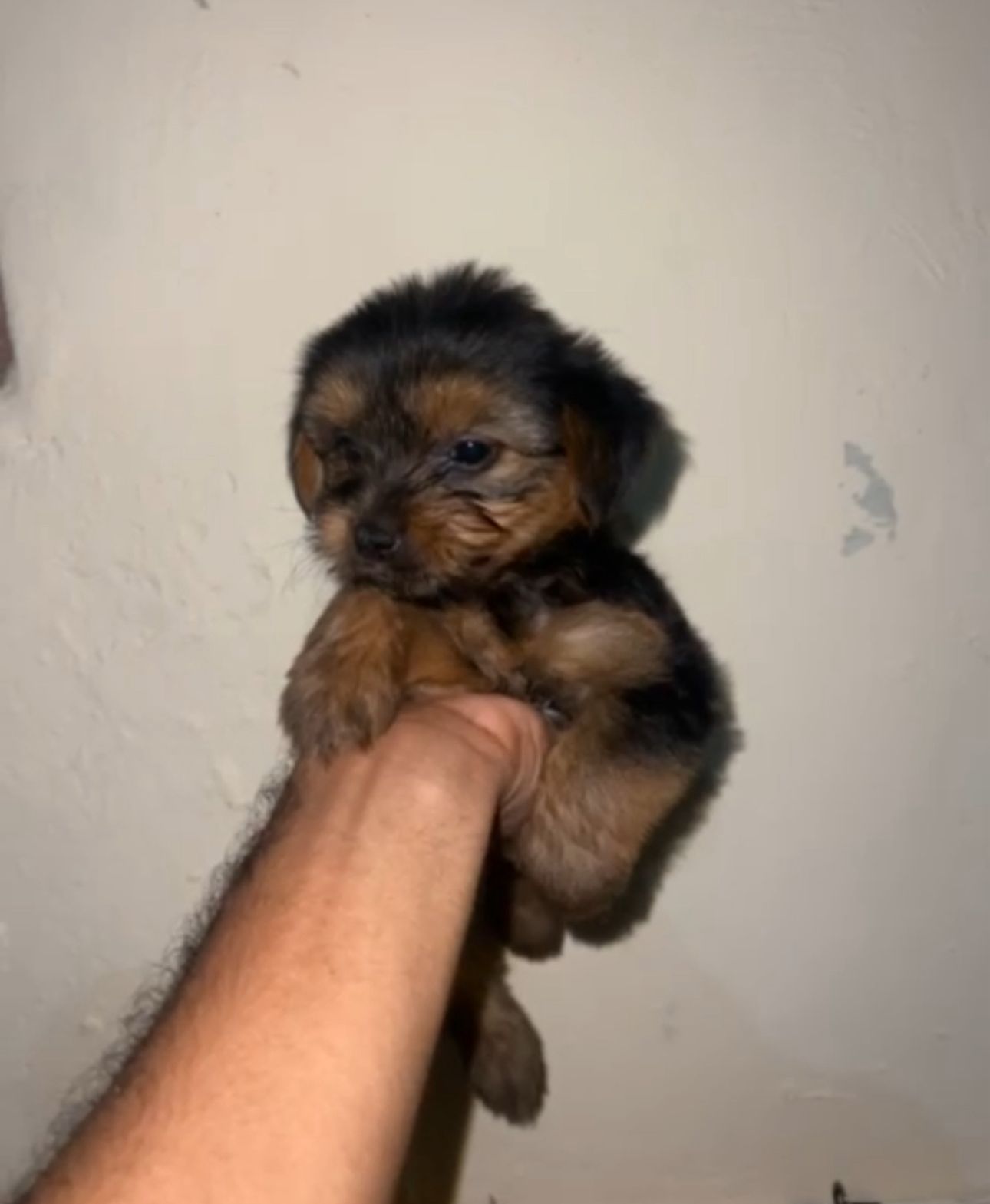 OFERTA CACHORRO YORKIE AMBOS SEXO UBICADA EN SANTO DOMINGO Y VACUNA AL Foto 7309797-1.jpg