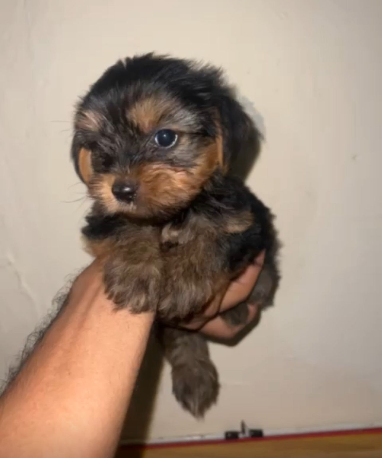 OFERTA CACHORRO YORKIE AMBOS SEXO UBICADA EN SANTO DOMINGO Y VACUNA AL Foto 7309797-2.jpg