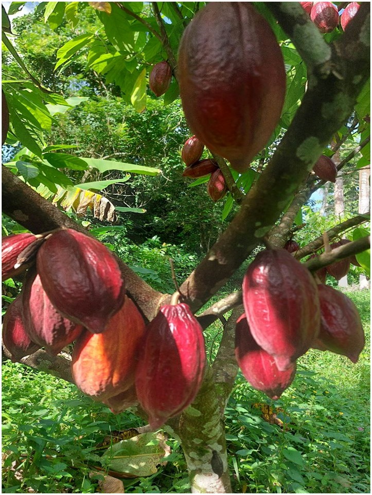 Vendo Finca de 3700 tareas CON PROYECTO CACAO EN SABANA DE LA MAR Caca Foto 7310003-5.jpg