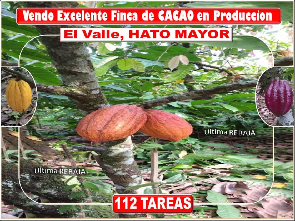 ULTIMA REBAJA en Finca de CACAO 112 tareas El Valle de HATO MAYOR Prec Foto 7310004-1.jpg